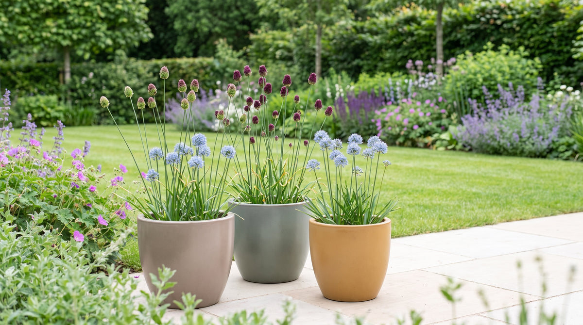 Allium en pot