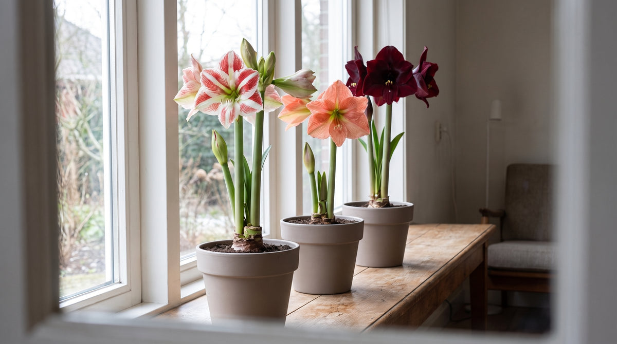 Amaryllis