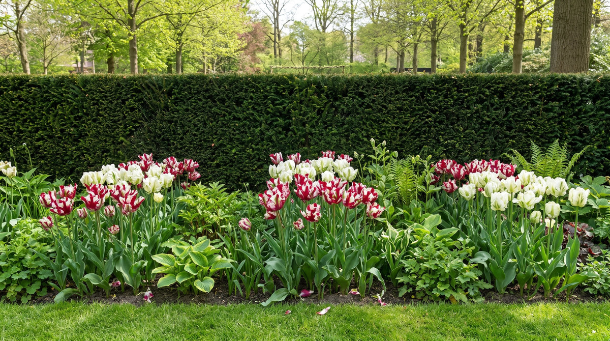 Tulipes perroquet