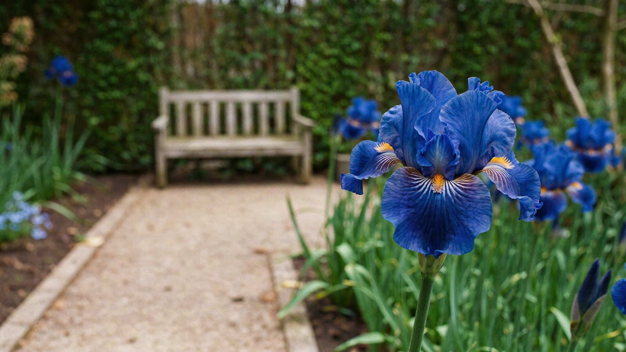 Iris bulbs