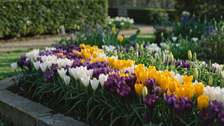 Crocus