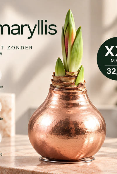 Amaryllis Copper Wax