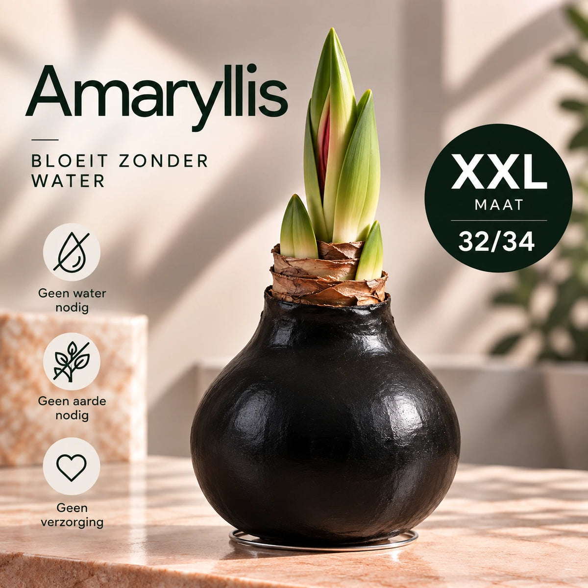 Amaryllis Black Wax