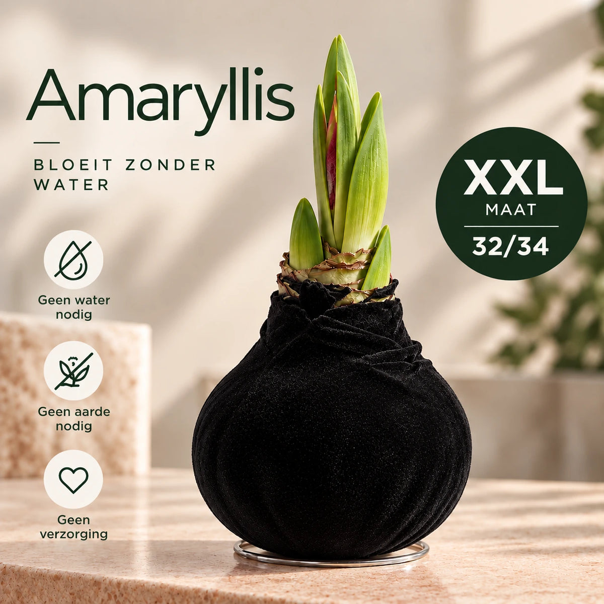 Amaryllis Black Velvet Wax