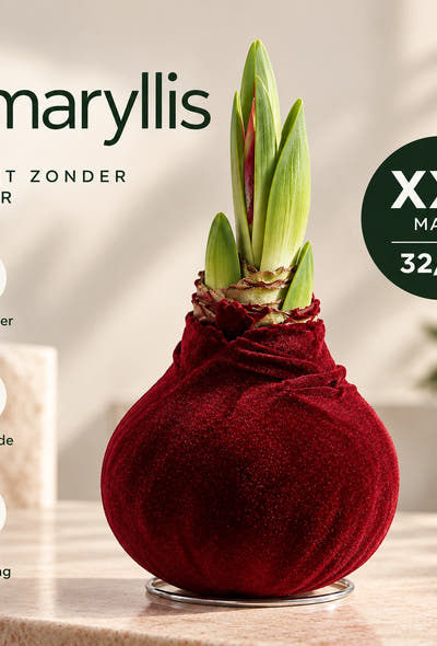 Amaryllis Bordeaux Velvet Wax