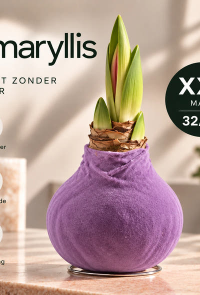 Amaryllis Lila Velvet Wax