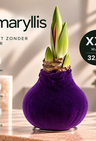 Amaryllis Purple Velvet Wax