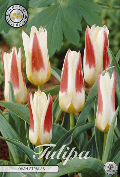 Tulipa Johan Strauss
