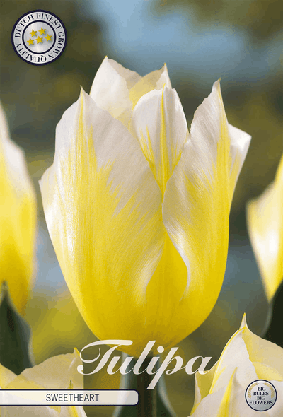 Tulipa Sweetheart