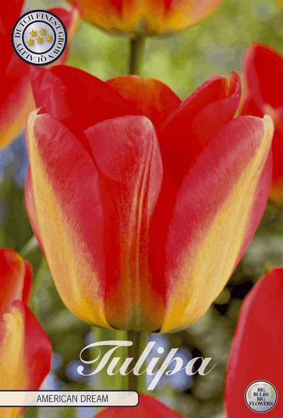 Tulipa American Dream