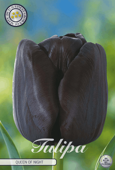 Tulipa Queen of Night