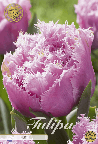 Tulipa Perth