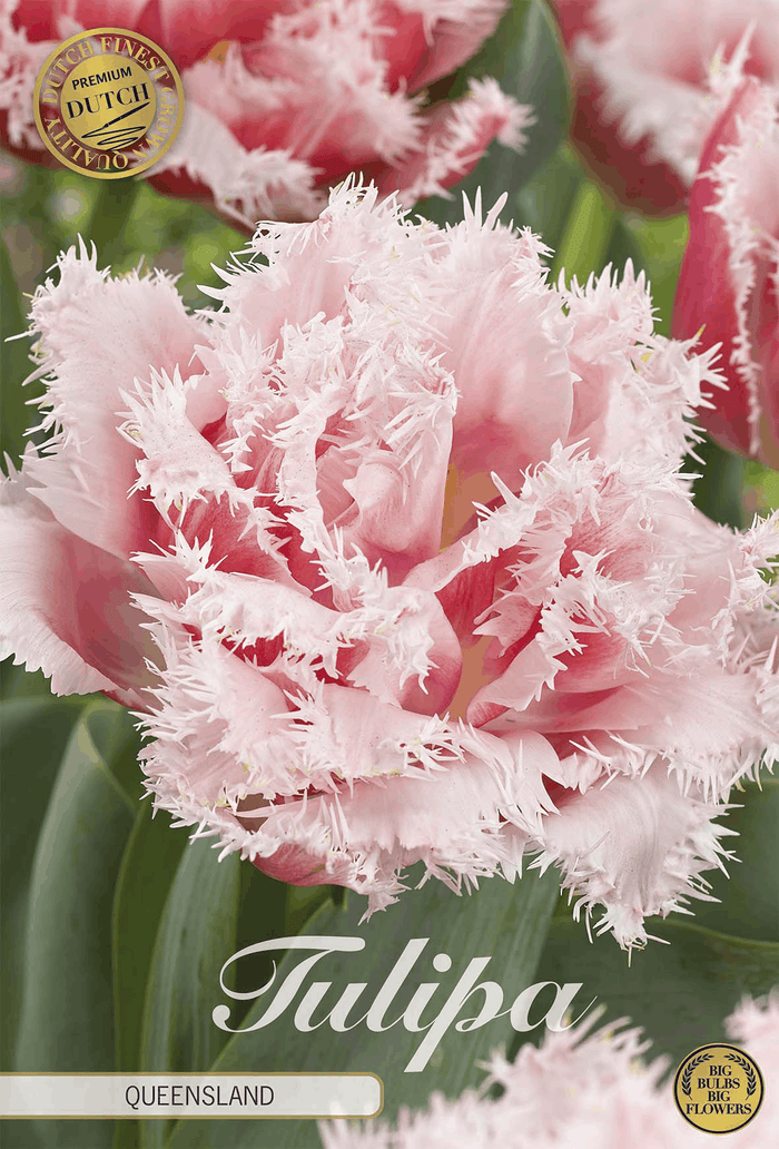 Tulipa Queensland