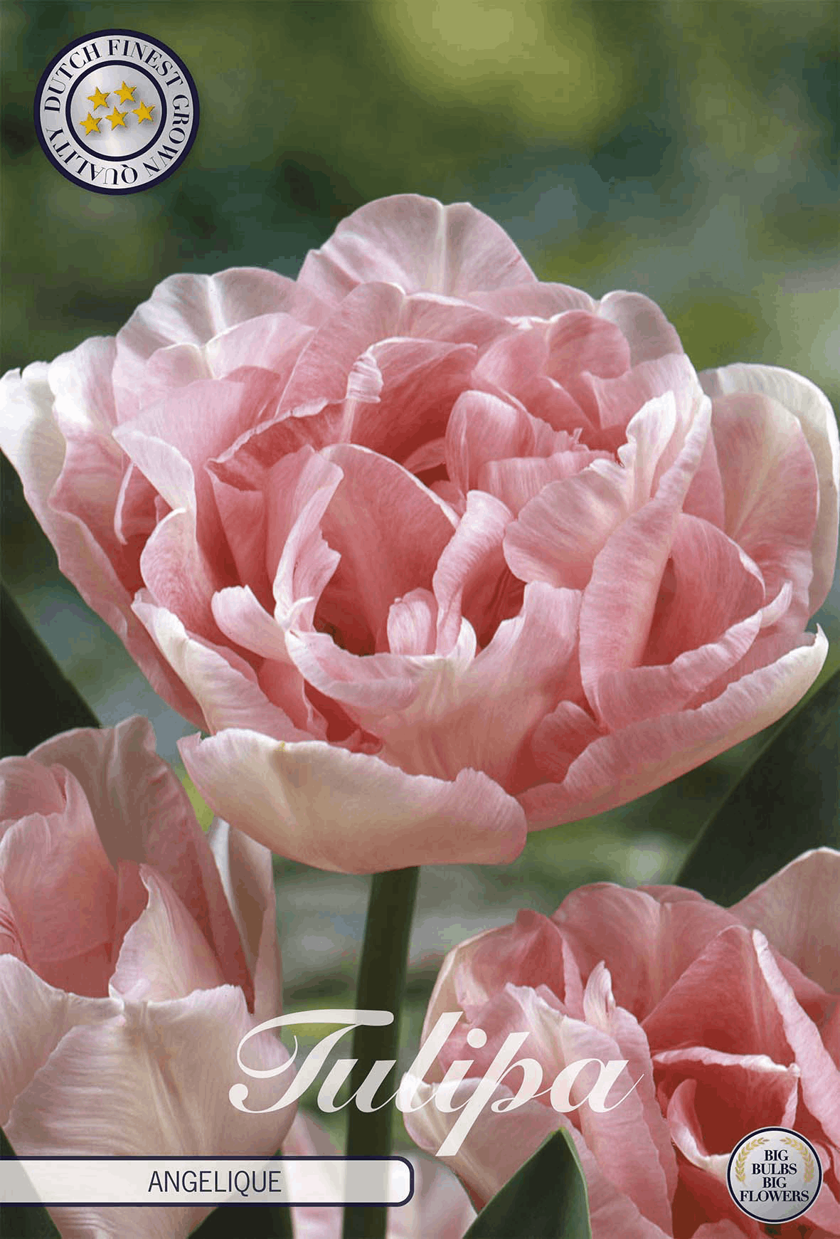 Tulipes doubles