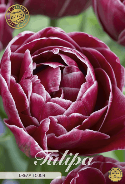 Tulipa Dream Touch