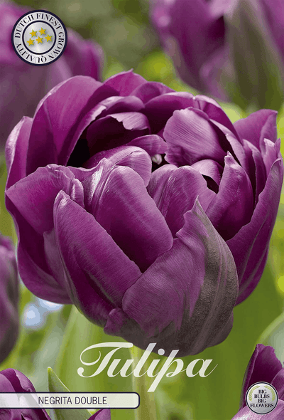 Tulipa Negrita Double