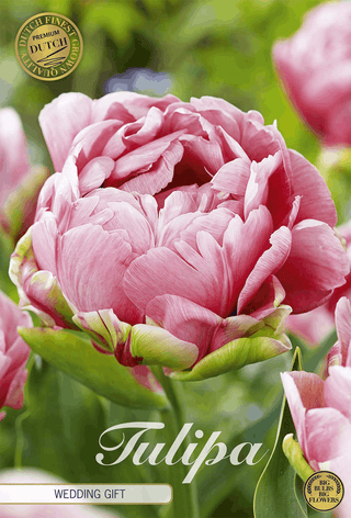 Tulipes