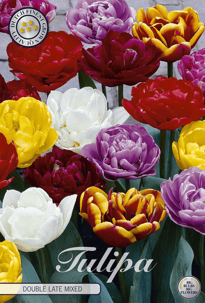 Tulipa Double Late Mixed