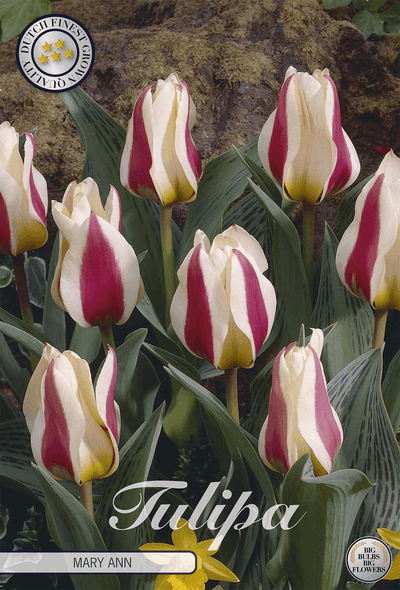 Tulipa Mary Ann