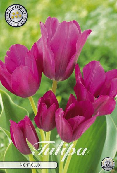 Tulipa Night Club
