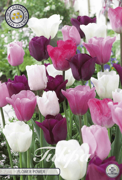 Tulipa Flower Power