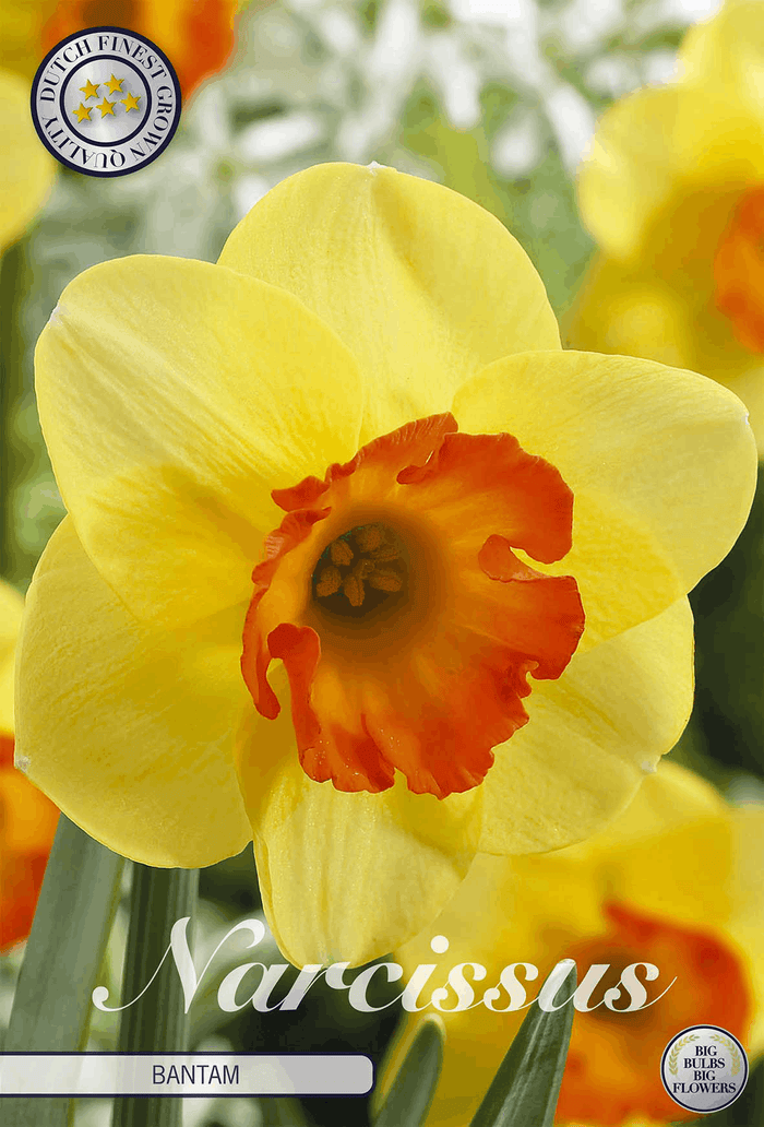 Narcissus Bantam