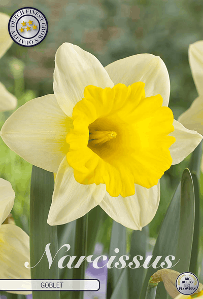 Narcissus Goblet