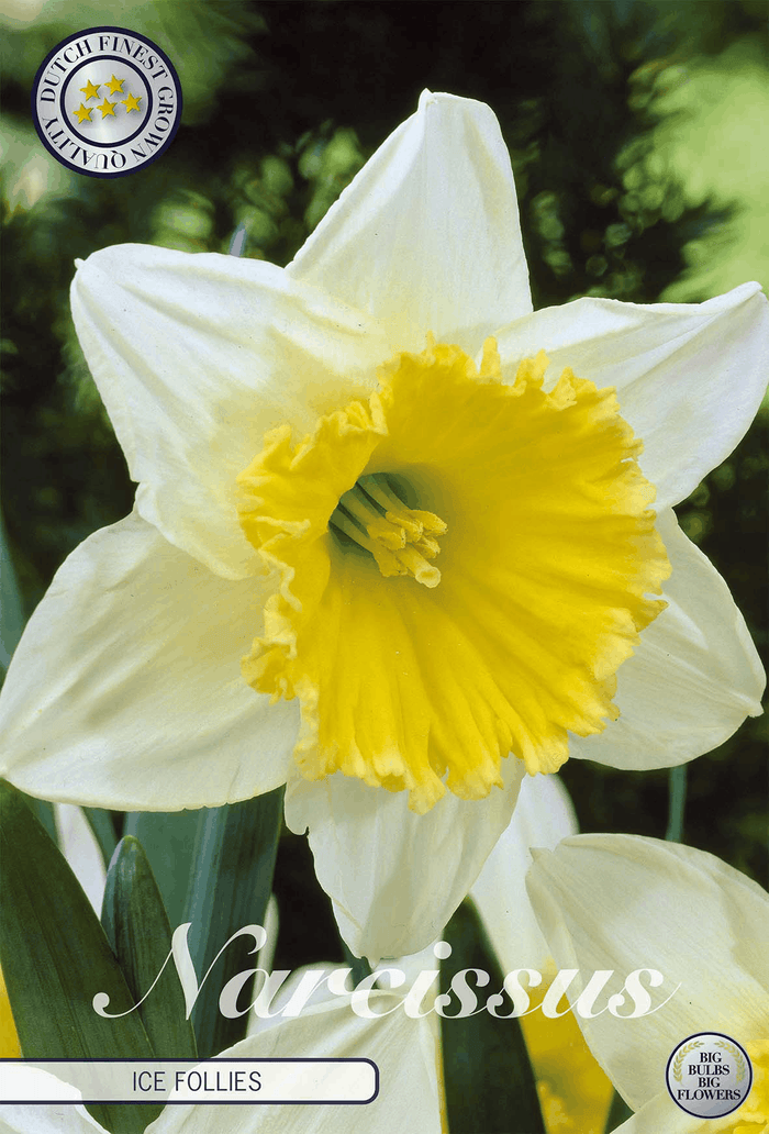 Narcissus Ice Follies