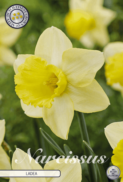 Narcissus Ladea