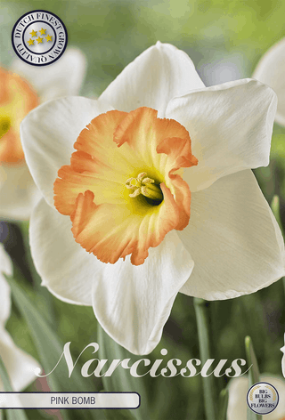 Narcisses