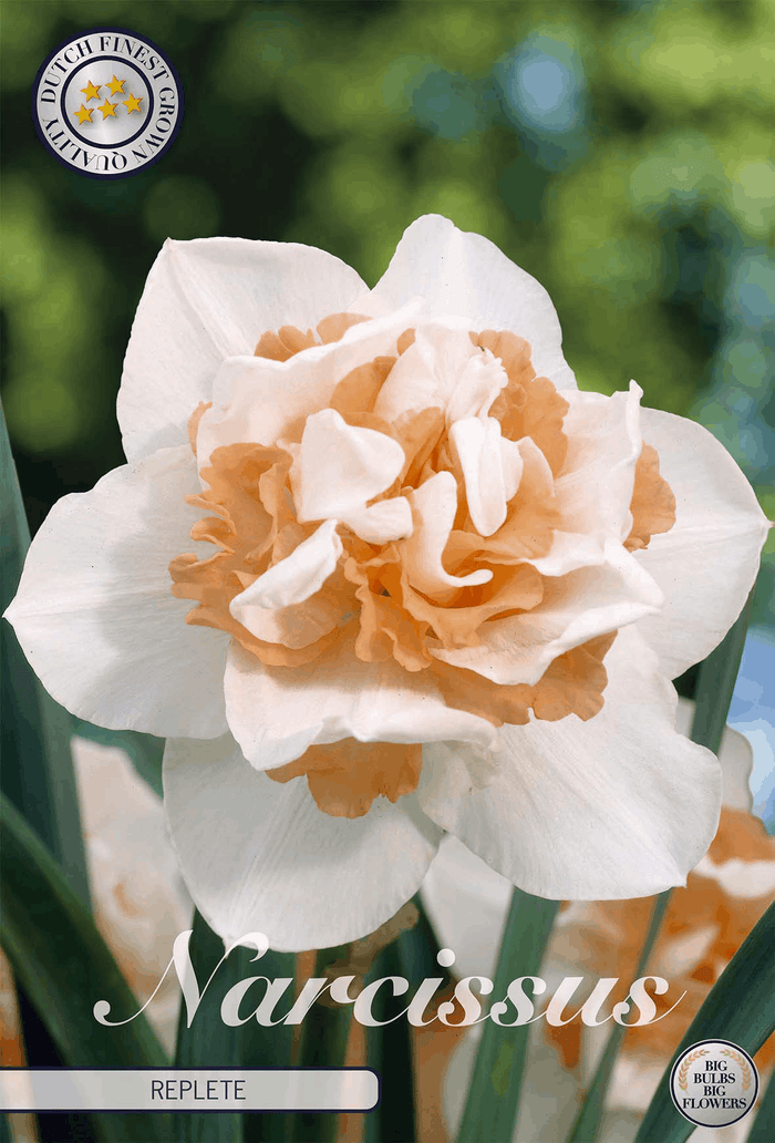 Narcissus Replete