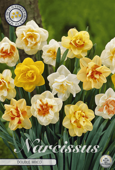 Narcissus Double Mixed