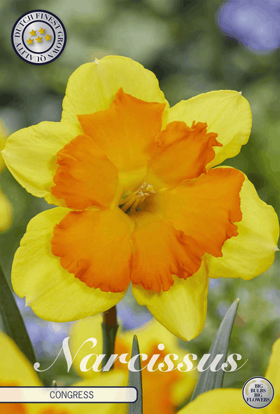 Narcissus Congress