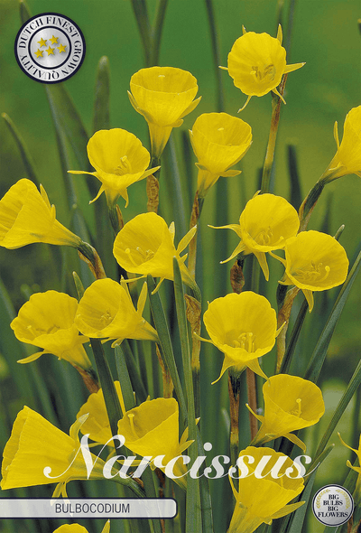 Narcissus Bulbocodium