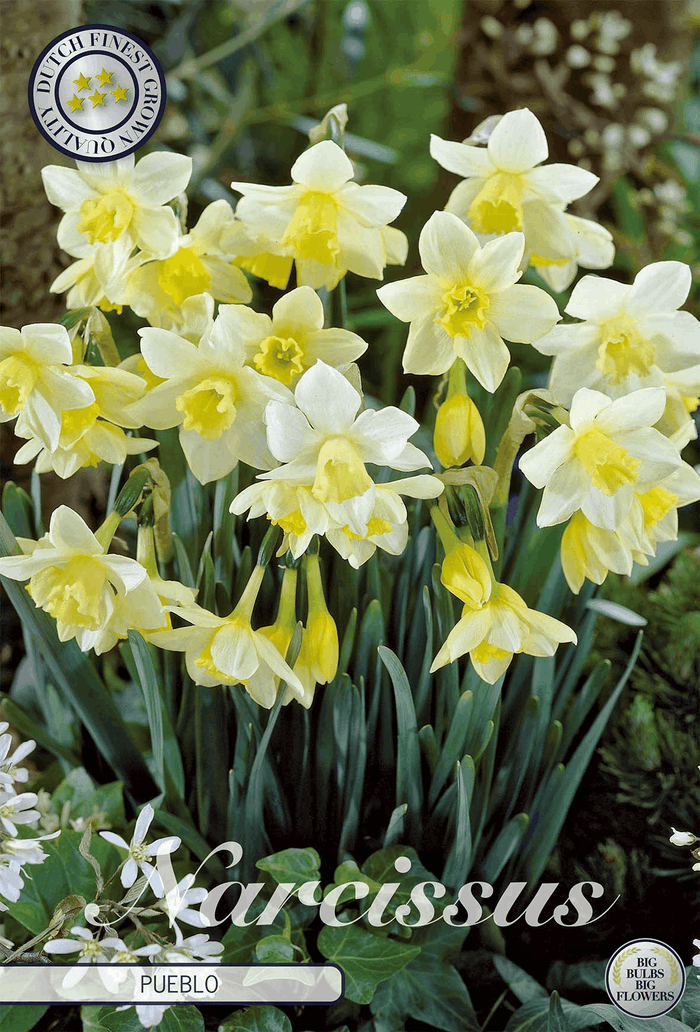 Narcissus Pueblo