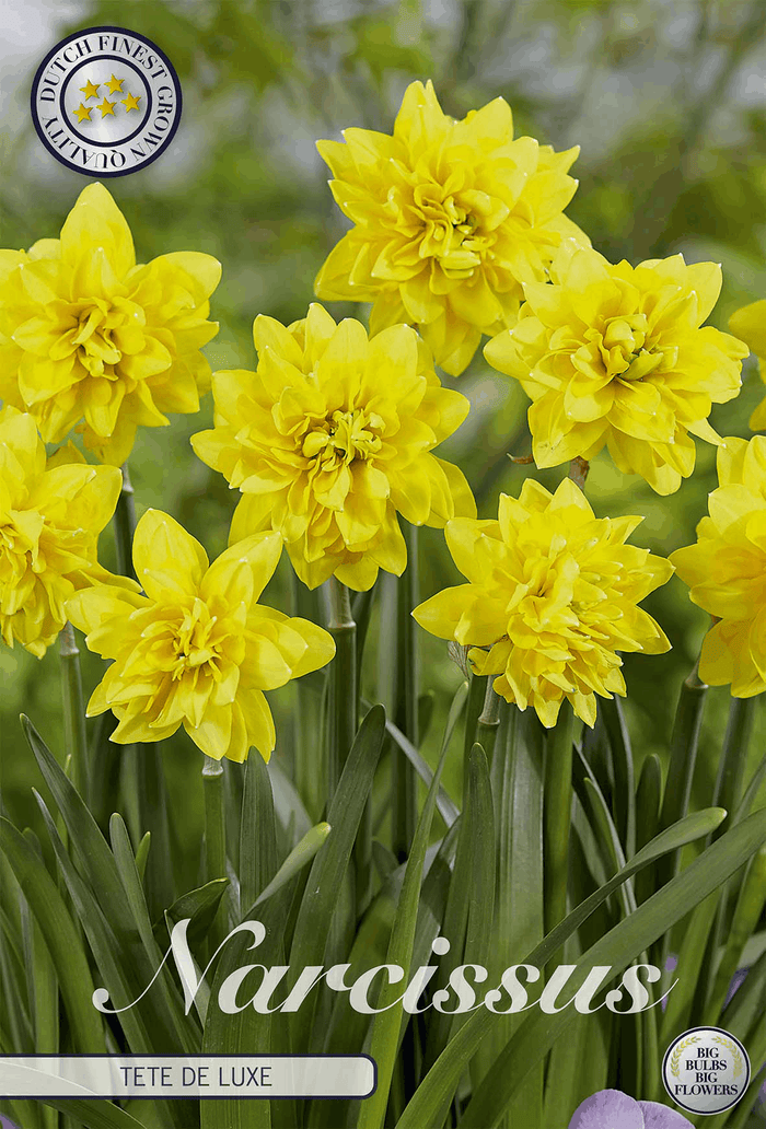 Narcissus Tete de Luxe