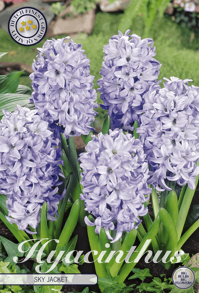 Hyacinthus Sky Jacket