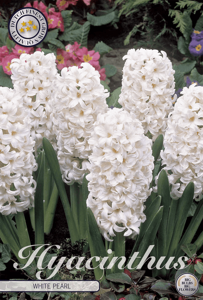 Hyacinthus White Pearl