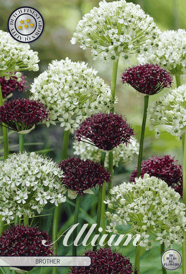 Allium Brother