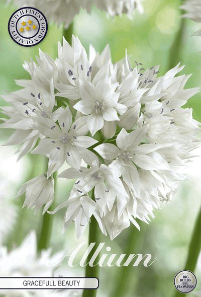 Allium Gracefull Beauty