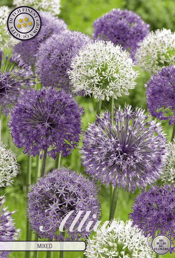Allium Mixed