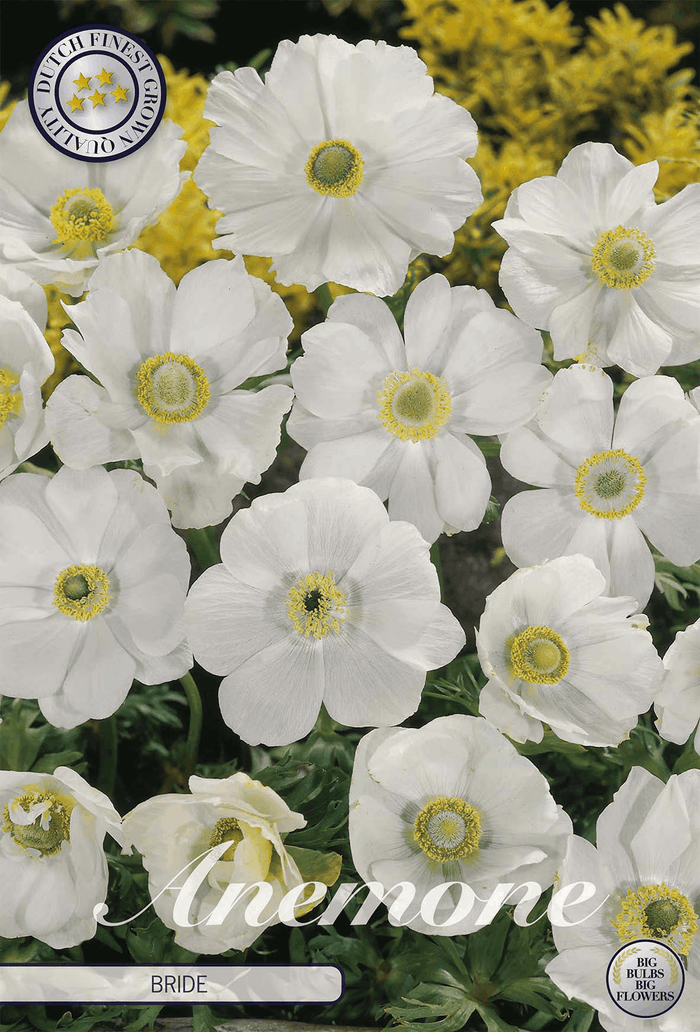 Anemone Bride