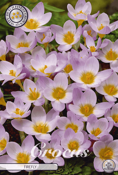 Crocus Firefly