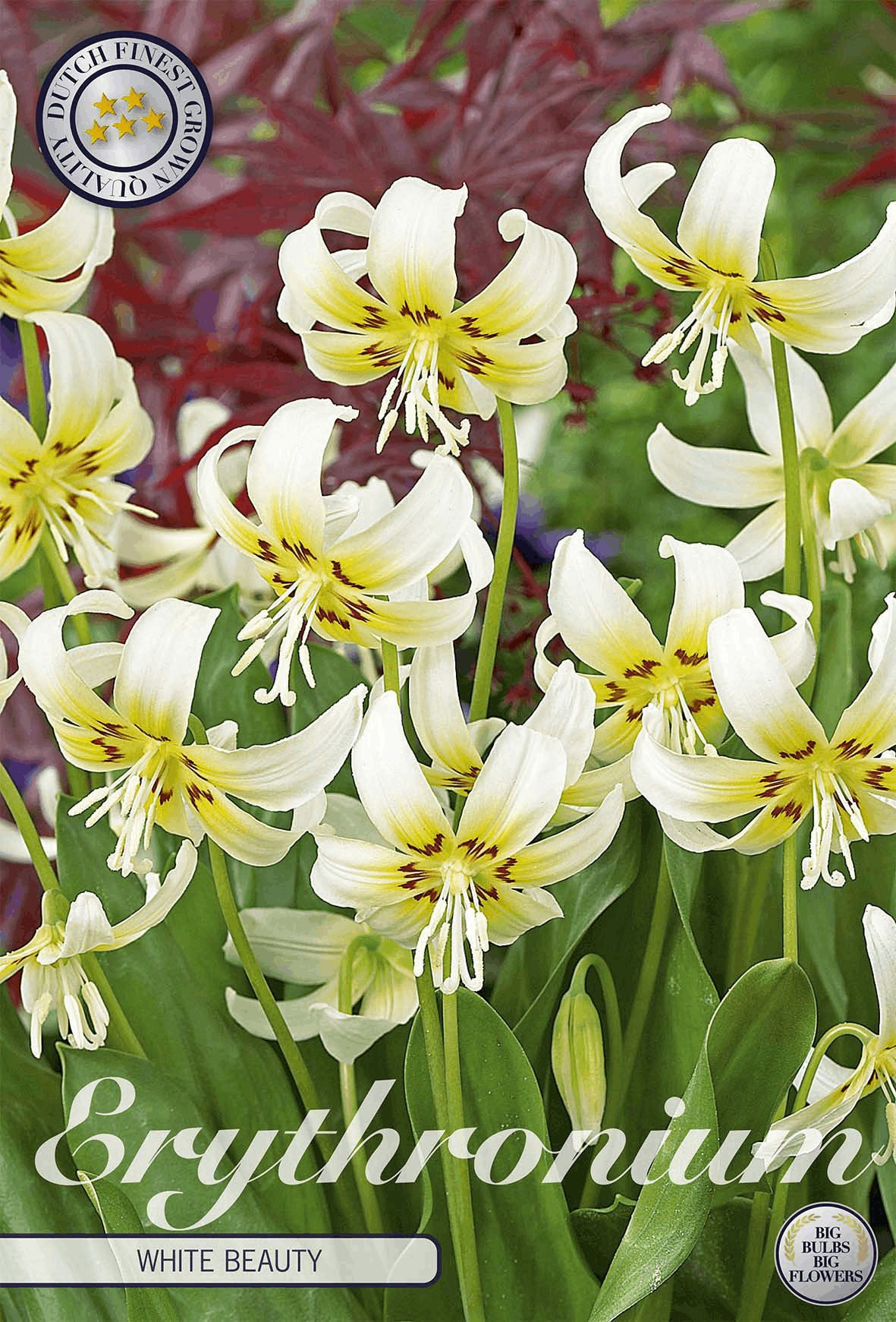 Dent-de-chien (Erythronium)