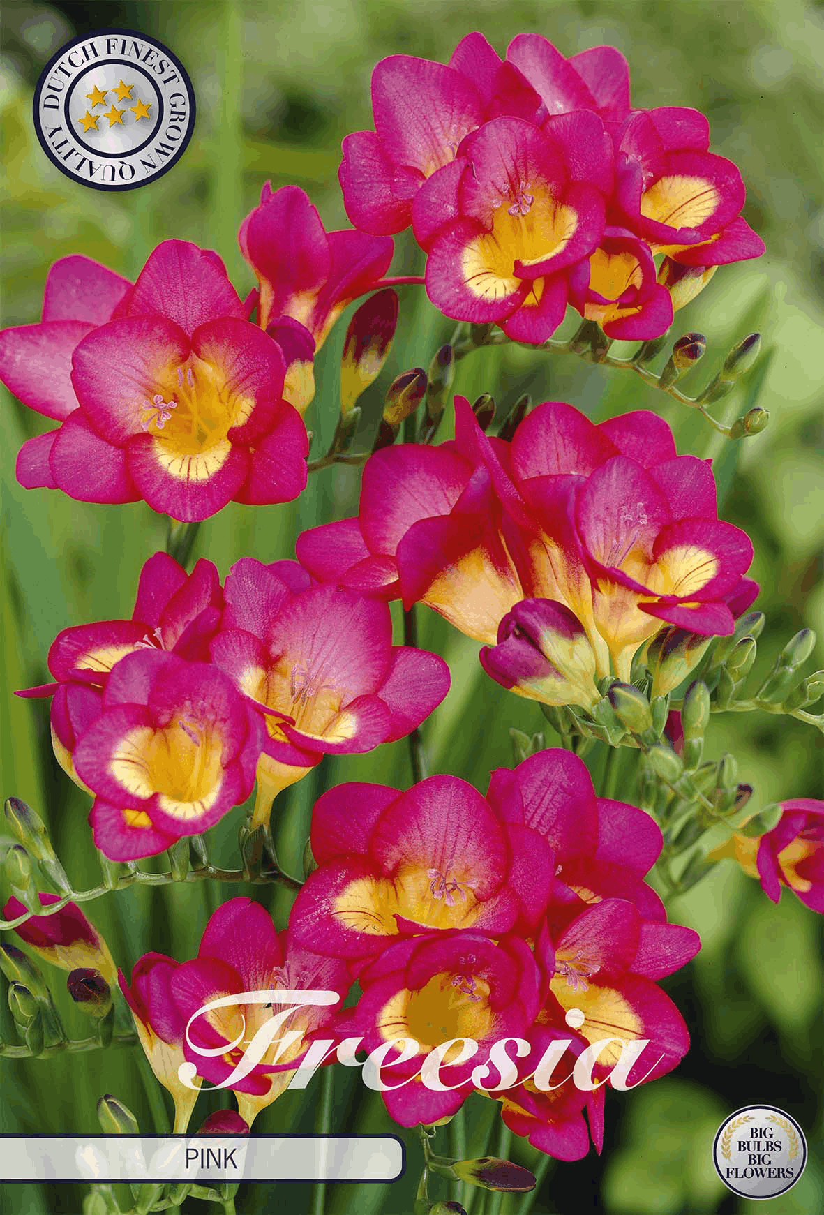Freesias