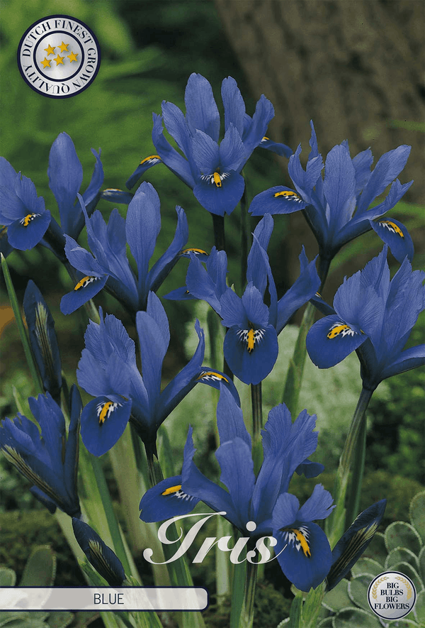 Iris Blue