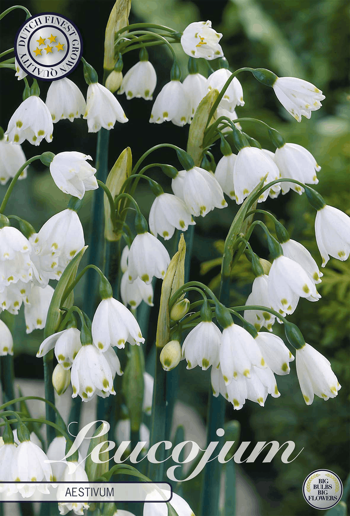 Nivéole (Leucojum)