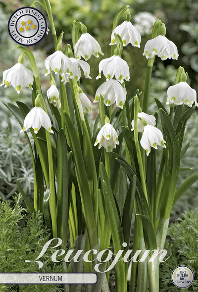 Leucojum Vernum