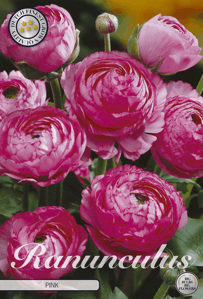 Ranunculus Pink