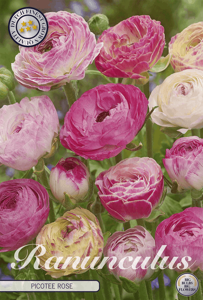 Ranunculus Picotee Rose